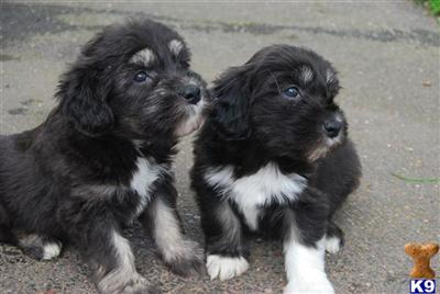 Puppies in CT