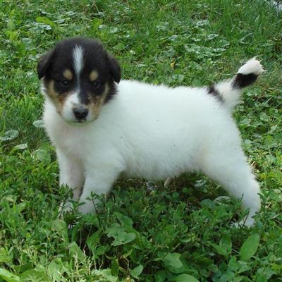 Collie Puppies for Sale