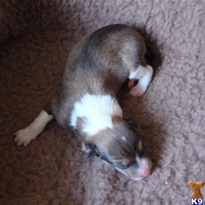 Collie Puppies for Sale