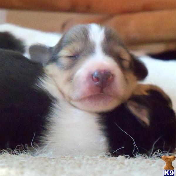 Collie Puppies