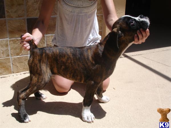 Boxer Puppies in FL