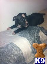 Puppies in Deptford