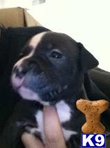 Puppies in Deptford