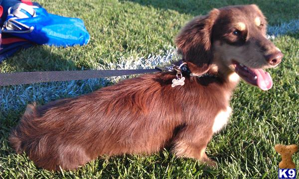 Stud Dogs - Dachshund
