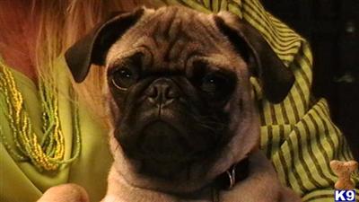 Stud Dogs - Pug