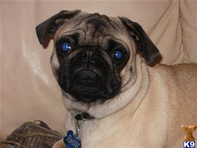 Stud Dogs - Pug