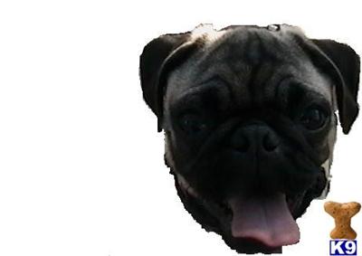 Stud Dogs - Pug