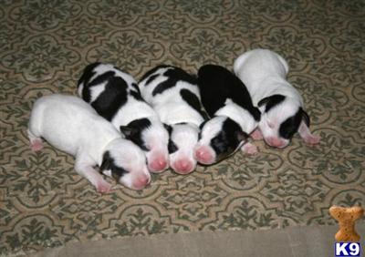 Rat Terrier Puppies for Sale