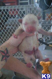 Labrador Retriever Puppies for Sale
