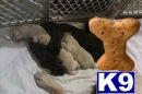 Labrador Retriever Puppies for Sale