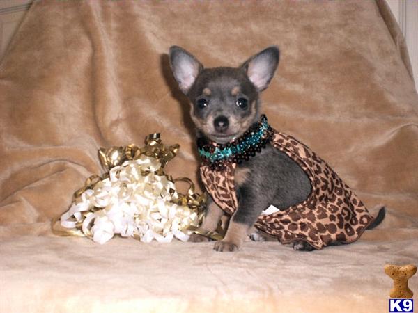 CLAREMORE, OK USA ChihuahuaPuppies for Sale