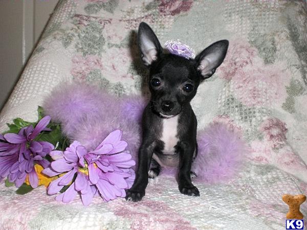 CLAREMORE, OK USA ChihuahuaPuppies for Sale