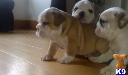 Puppies in MA