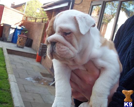 Puppies in MA