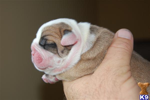 Puppies in Chesapeake