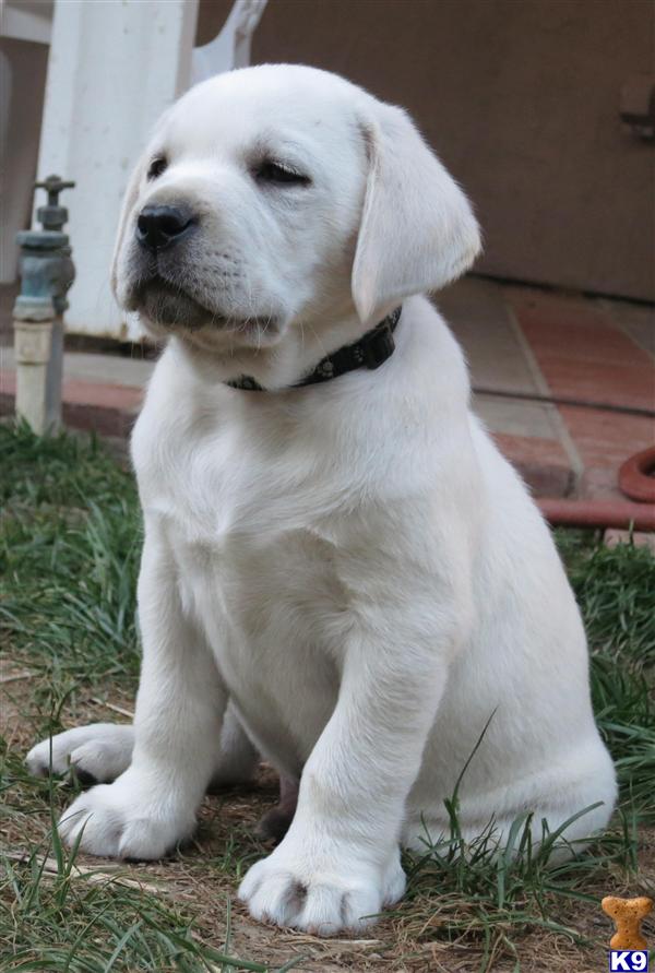Puppies in Mission viejo
