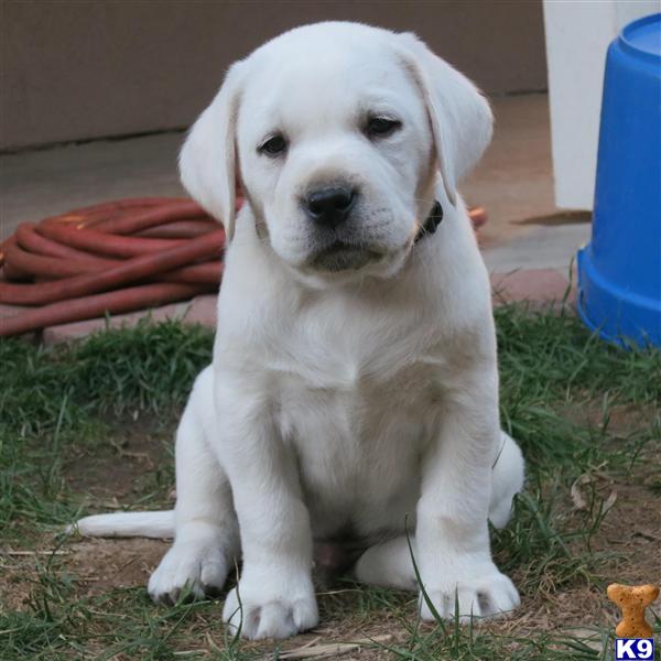 Puppies in Mission viejo