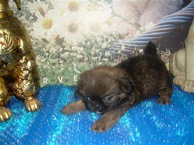 Mixed Breed Puppies in TX