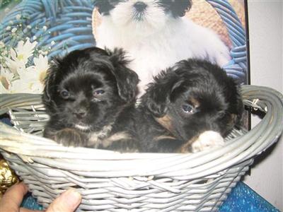 Mixed Breed Puppies in TX