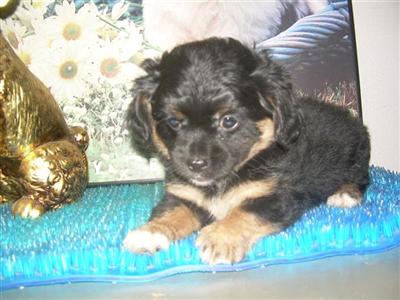 Mixed Breed Puppies in TX