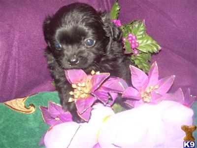 Mixed Breed Puppies in TX