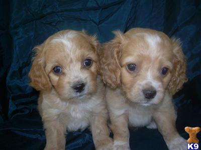Cockapoos Puppies in TX