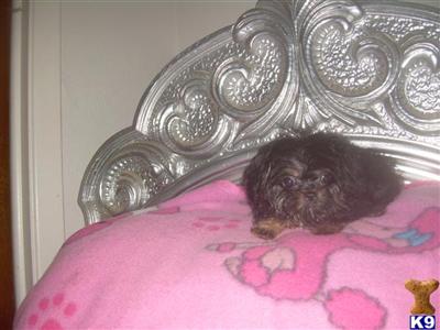 Mixed Breed Puppies in TX