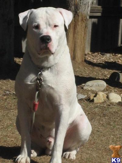 Stud Dogs in CA