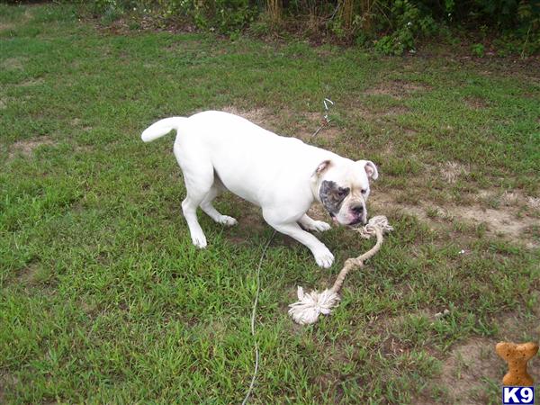 Dogs for Sale