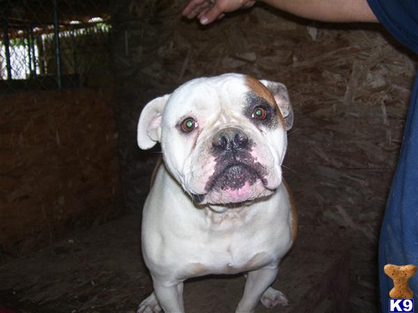 Dogs for Sale