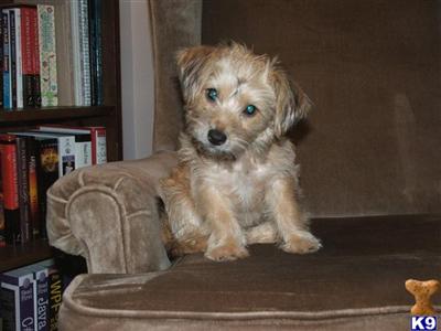 Bichon Frise Puppies