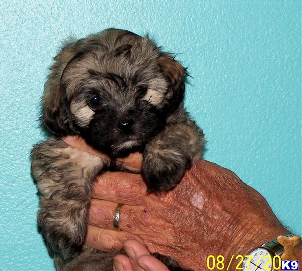 Puppies in KS