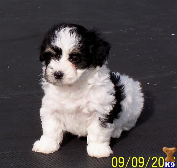 Puppies in KS