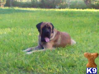 Stud Dogs - Mastiff