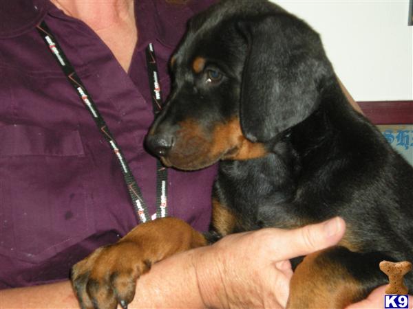 puppies, Doberman puppies, Doberman