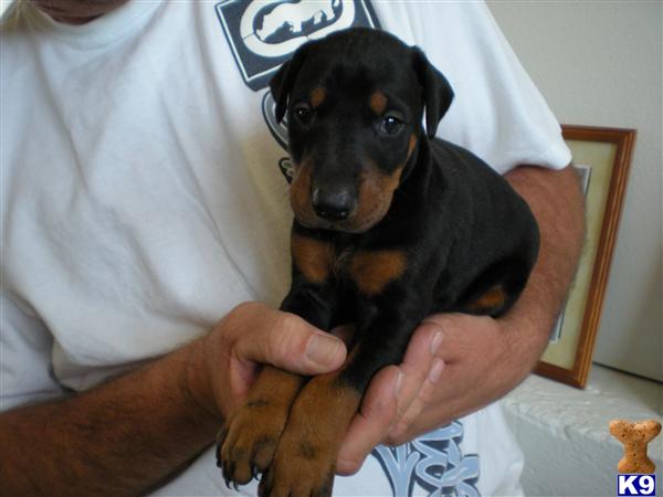 doberman puppies for sale. reeders, puppiesdoberman