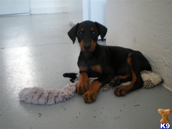 Puppies in Yucca valley