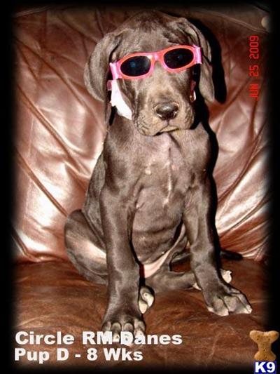 Great Dane Puppies for Sale