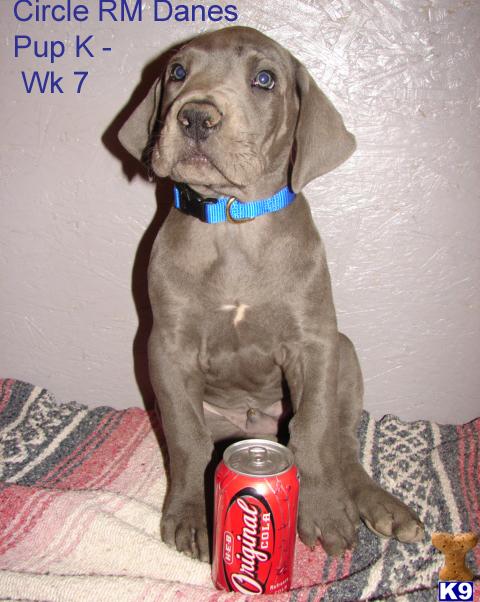 Puppies in Medina