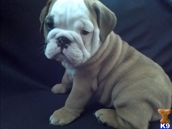 English Bulldog Puppies in NY