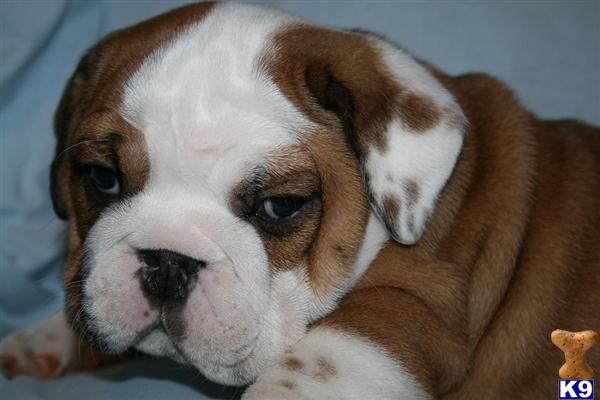 English Bulldog Puppies in NY