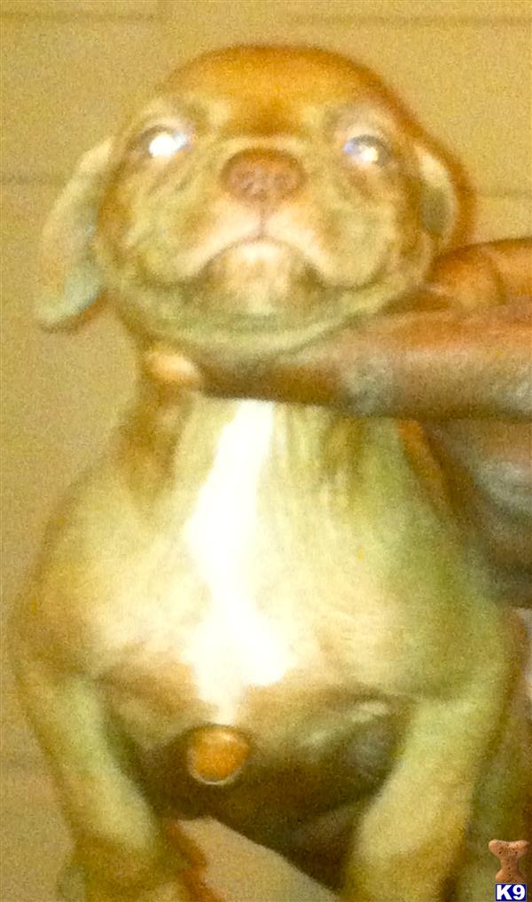 American Pit Bull Puppies for Sale in North Carolina