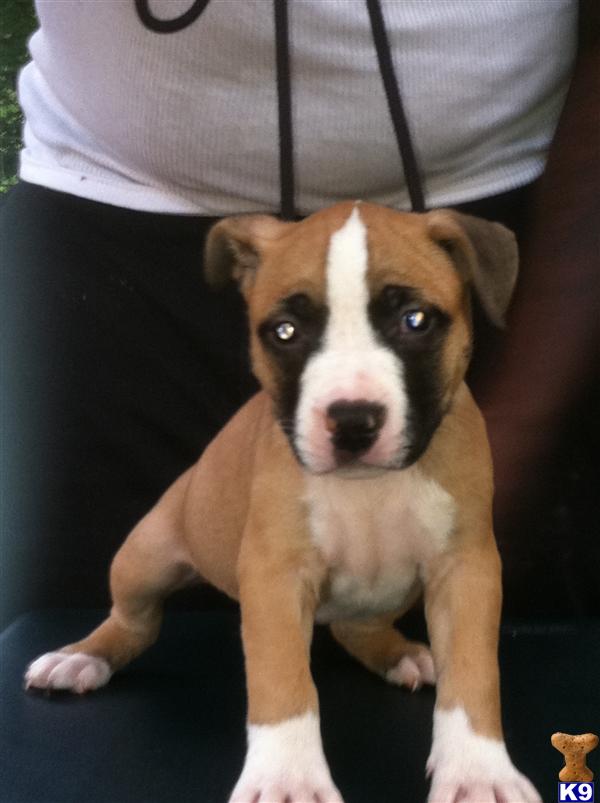 American Pit Bull Puppies for Sale in North Carolina
