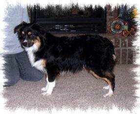 Dogs for Sale in IL
