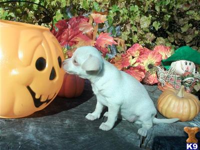 Puppies in AL