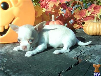 Puppies in AL