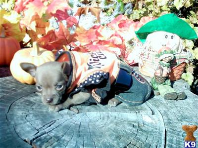 Puppies in AL