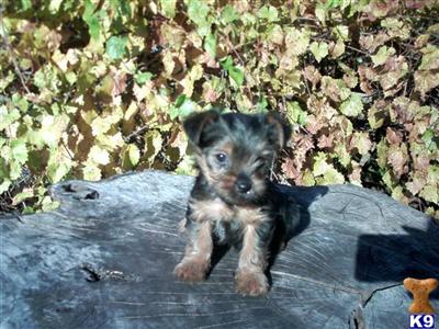 Puppies in AL