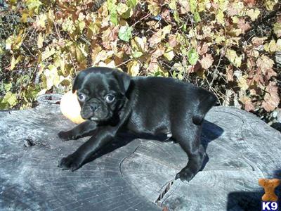 Puppies in AL