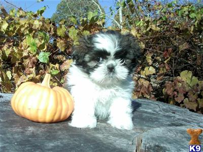 Puppies in AL